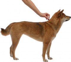 Капли от блох для собак «Адвантикс» - Фото 2