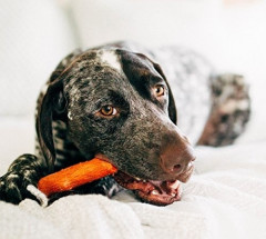 Игрушка для собак с ароматом барбекю «Палочка» - Фото 2