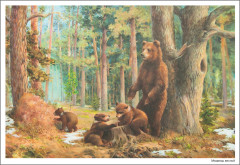 Картины из жизни диких животных. Наглядно-дидактическое пособие. 3-7 лет. ФГОС - Фото 2