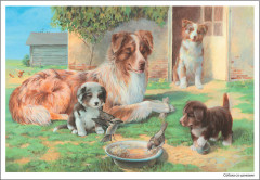 Картины из жизни домашних животных. Наглядно-дидактическое пособие. 3-7 лет. ФГОС - Фото 1