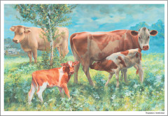 Картины из жизни домашних животных. Наглядно-дидактическое пособие. 3-7 лет. ФГОС - Фото 2