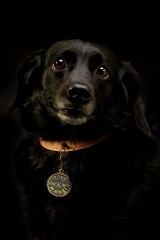 Ошейник с адресником "Хочу к маме", 1,5 х 35 см - Фото 2