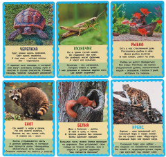 Карточки развивающие «Кто где живет?» - Фото 2