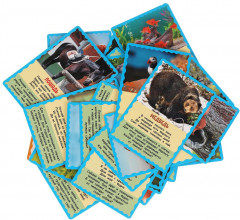 Карточки развивающие «Кто где живет?» - Фото 3