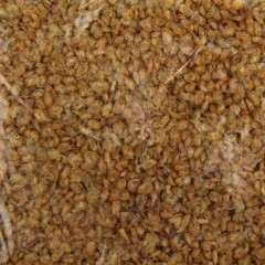 Корм для рыб «Дафния», 15 гр - Фото 1