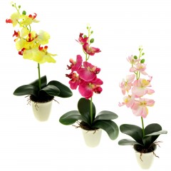 Композиция «Орхидея Бифренария», цвет в ассортименте - Фото 2