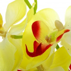 Композиция «Орхидея Бифренария», цвет в ассортименте - Фото 1