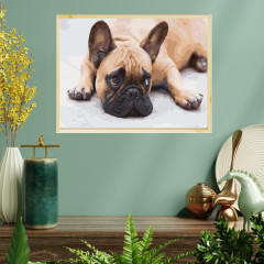 Картина по номерам «Французский бульдог» - Фото 1