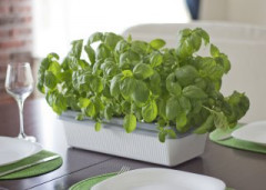 Чудо грядка домашняя одинарная - Фото 2