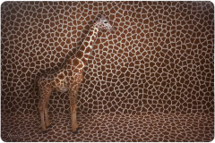 Набор салфеток сервировочных «Сафари» - Фото 6