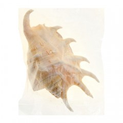 Морская раковина «Лямбис лямбис» - Фото 1