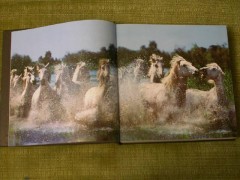 Лошади. Самые лучшие фотографии - Фото 1