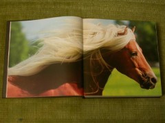 Лошади. Самые лучшие фотографии - Фото 4