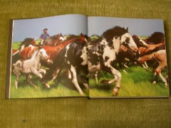 Лошади. Самые лучшие фотографии - Фото 5