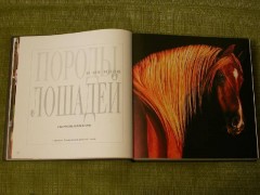 Лошади. Самые лучшие фотографии - Фото 7