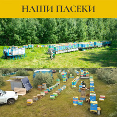 Мед в сотах - Фото 5
