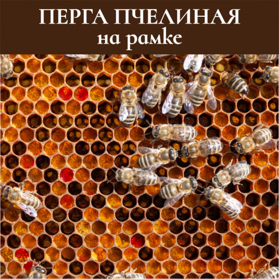 Перга