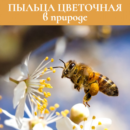 Пыльца