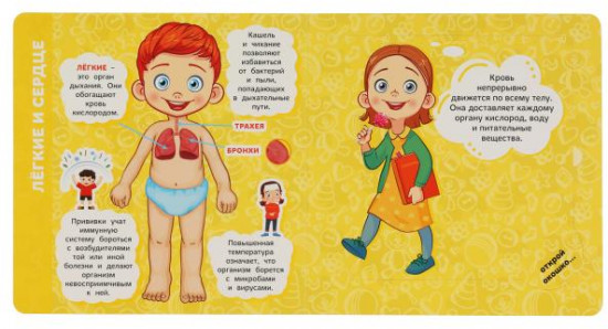 Книга с большими окошками «Тело человека»