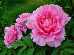 Набор для выращивания «Пион древовидный» - Фото 1