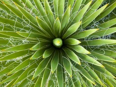 Набор для выращивания «Юкка сизая» - Фото 2