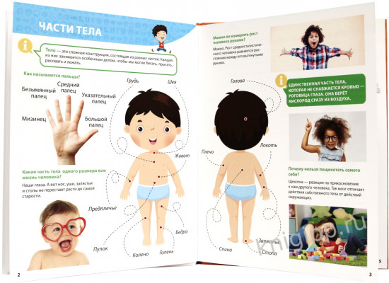 Первая энциклопедия. Все о теле человека
