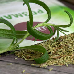 Розмарин - Фото 3