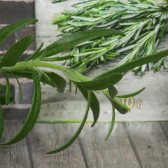 Розмарин - Фото 5