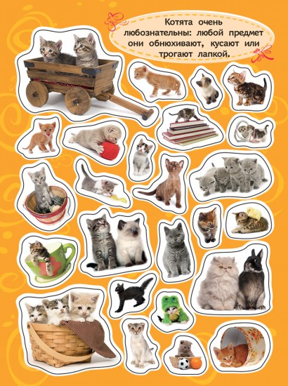 Котята