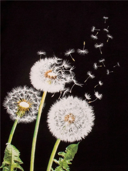 Лонгслив для женщин