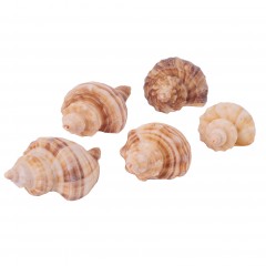 Набор ракушек в ассортименте, 100 гр - Фото 2