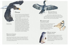 Океан и его обитатели - Фото 4