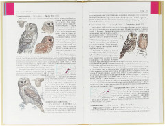 Птицы Средней Азии. Комплект из 2-х книг - Фото 1