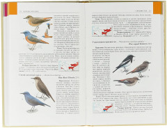 Птицы Средней Азии. Комплект из 2-х книг - Фото 2