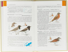 Птицы Средней Азии. Комплект из 2-х книг - Фото 3