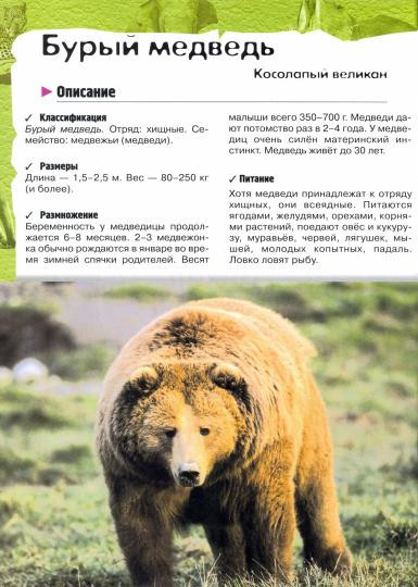 В лесу, в жарких странах, рядом с нами