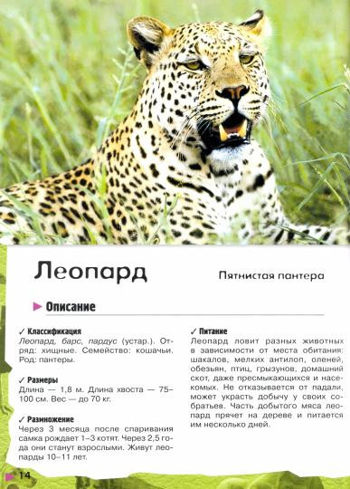В лесу, в жарких странах, рядом с нами