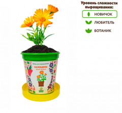Набор для выращивания «Календула лекарственная» - Фото 4