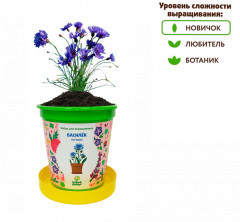 Набор для выращивания «Василек луговой» - Фото 4