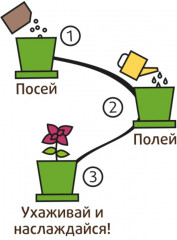 Набор для выращивания «Флокс очарование» - Фото 6