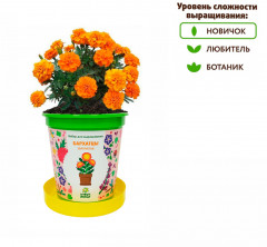 Набор для выращивания «Бархатцы золотистые» - Фото 4