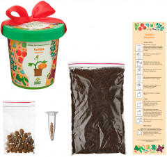 Набор для выращивания «Тыква медовая» - Фото 2