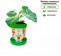 Набор для выращивания «Тыква медовая» - Фото 4