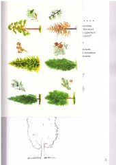 Боямақ «Қылқанжапырақтылар» - Фото 2