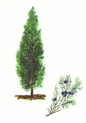 Дидактикалық материалдар «Қылқанжапырақтылар» - Фото 2