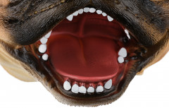 Игрушка-перчатка «Собака Бульдог» - Фото 2