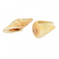 Набор ракушек 100 г - Фото 2