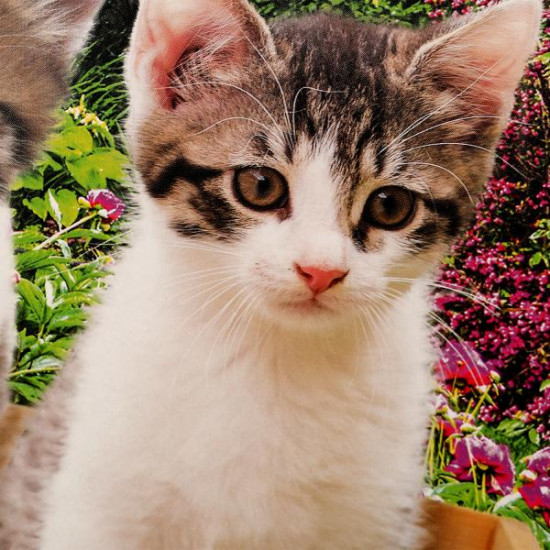 Пазл «Милые котята»