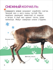 Животные. Энциклопедия для первого чтения с крупными буквами - Фото 2