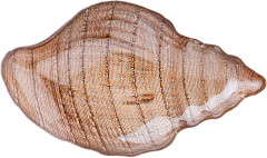 Блюдо «Shell sand» - Фото 1